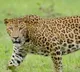 Child critically injured in leopard attack in Tirupati