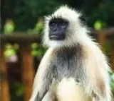Most Wanted Monkey Captured After 2 weeks 20 Attacks Rs 21000 reward