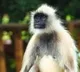 Most Wanted Monkey Captured After 2 weeks 20 Attacks Rs 21000 reward