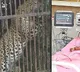 Tiger which attacked 3 year boy caught