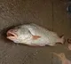 Andhra Pradesh Fisherman Strikes Gold After 4 Kg Kachidi Fish Fetches Rs 16 Thousand