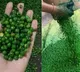 The process of making salted green matar in factory will make you rethink your snack choices