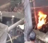 Villagers rescue leopard from well with fire jugaad in viral video