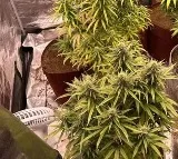 3 Including Medical Student Uses Hi Tech Farming To Grow Ganja At Home In Karnataka