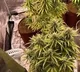 3 Including Medical Student Uses Hi Tech Farming To Grow Ganja At Home In Karnataka