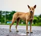 Tamilnadu man leaves family for dog