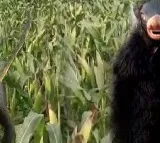 Farmers in UP dress up as bear to protect crops from monkeys