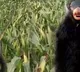 Farmers in UP dress up as bear to protect crops from monkeys