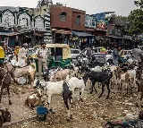 Goats and Sheep robbery cases raise in Pakistan
