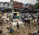 Goats and Sheep robbery cases raise in Pakistan