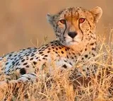 Namibian and South African cheetahs fight at Kuno National Park Madhyapradeah
