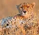Namibian and South African cheetahs fight at Kuno National Park Madhyapradeah