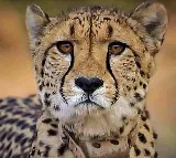 African Cheetah Agni Injured In Fight At Madhya Pradesh National Park