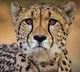 African Cheetah Agni Injured In Fight At Madhya Pradesh National Park