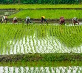 Union cabinet committee for economic affairs takes key decisions for agriculture sector