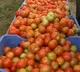 Tomato prices raises high in AP