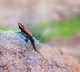 Forest lizard found in Tirumala forest