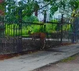 Deer gets impaled at the fence of ‘The Shining’ author Stephen King’s gothic house