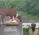 Man saves his cow from horrifying lioness attack in Gujarat