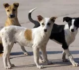 Villagers in gujarat set up trust in the name of street dogs transfer rs 90 crore worth of assets