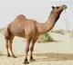 UP woman dies in camel attack