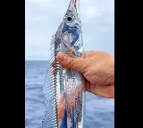 Hairtail fish video went viral on social media