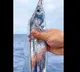 Hairtail fish video went viral on social media