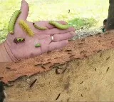 Marrigudem Teachers declared school holiday due to caterpillar infestation