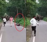Elephants charge towards three men taking selfies in viral video from UP