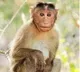 Monkey become ‘lakhpati’ – though for a short time