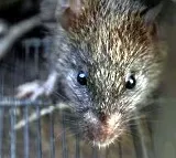 Rats eat up 22kg of ganja in Chennai police store