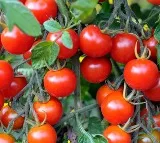 tomatoes worth over Rs 2 lakhs stolen from Karnataka farmer