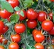 tomatoes worth over Rs 2 lakhs  stolen from Karnataka farmer