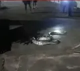 Huge Python spotted at AP GENCO Guest House in Sileru