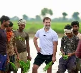 Rahul Gandhi interacts with farmers in Haryana's Sonipat, plants paddy