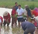 Rahul Gandhi helps farmers plant paddy in Sonipat