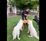 Dhoni birthday party with pets