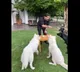 Dhoni birthday party with pets