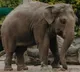 Rogue elephant ‘Arikomban’ healthy, says TN forest minister
