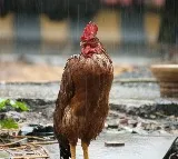 Moderate Rains Expected Today And Tomorrow In Telangana