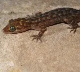 Rape accused in Kanpur swallows lizard to avoid going to jail