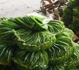 Authoor betel leaves from TN gets GI tag