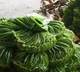 Authoor betel leaves from TN gets GI tag