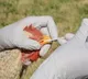 Who warns of bird flu virus evolving to infect humans