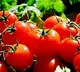 Govts Discount Sale Of Tomatoes Starts In Delhi NCR Patna
