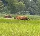 Tiger roaming around fields in UPs Philibhit