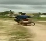 Karnataka man ties leopard to bike with rope rides to forest department