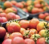 Andhra Farmer Guarding Tomatoes Strangled Second Such Death In A Week