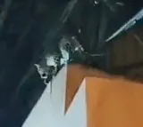 Leopard drops in on tele-serial set in Film City, scoots with a dog