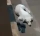 Dog waits near owner's footwear after she jumps into Godavari in Andhra district